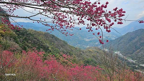 【望高茶園】2024最新花況~新中橫公路116K處最美追花景