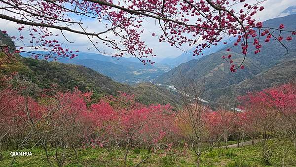 【望高茶園】2024最新花況~新中橫公路116K處最美追花景