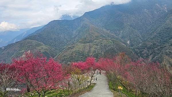 【望高茶園】2024最新花況~新中橫公路116K處最美追花景