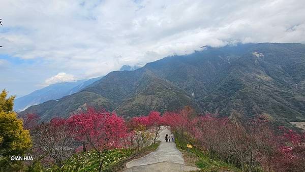 【望高茶園】2024最新花況~新中橫公路116K處最美追花景