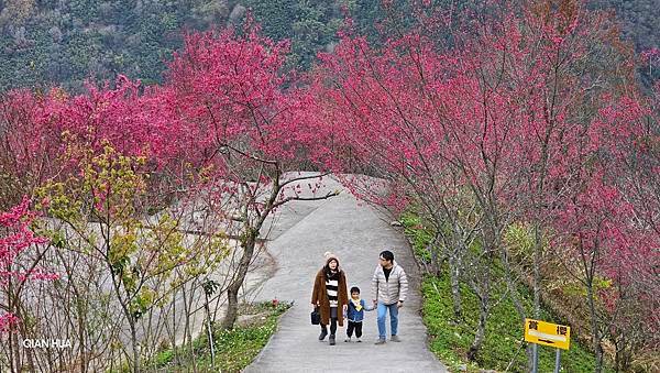 【望高茶園】2024最新花況~新中橫公路116K處最美追花景