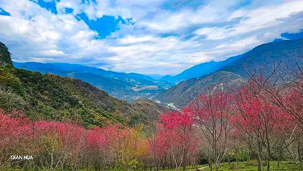 【望高茶園】2024最新花況~新中橫公路116K處最美追花景