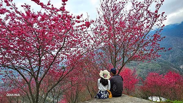 【望高茶園】2024最新花況~新中橫公路116K處最美追花景