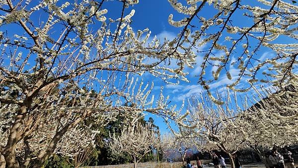 【草坪頭櫻花季】2024櫻花季正式展開，桃、李、杜鵑、油菜花