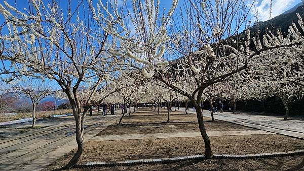 【草坪頭櫻花季】2024櫻花季正式展開，桃、李、杜鵑、油菜花