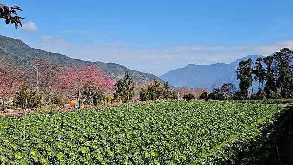 【草坪頭櫻花季】2024櫻花季正式展開，桃、李、杜鵑、油菜花