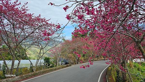 【草坪頭櫻花季】2024櫻花季正式展開，桃、李、杜鵑、油菜花