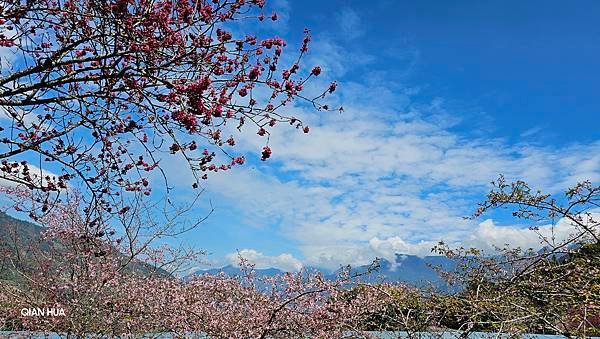 【草坪頭櫻花季】2024櫻花季正式展開，桃、李、杜鵑、油菜花