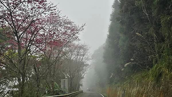 【光天高山】【向天湖山】O型環繞、夢幻杉林、巨岩、綠披風步道