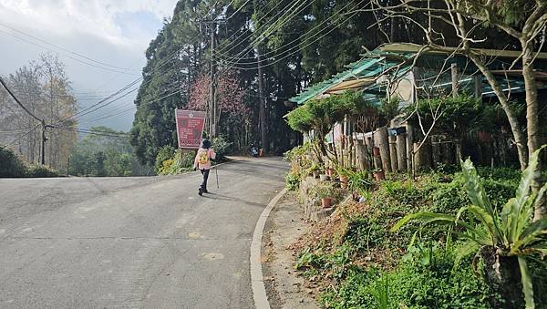 【光天高山】【向天湖山】O型環繞、夢幻杉林、巨岩、綠披風步道