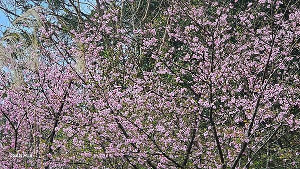 【光天高山】【向天湖山】O型環繞、夢幻杉林、巨岩、綠披風步道