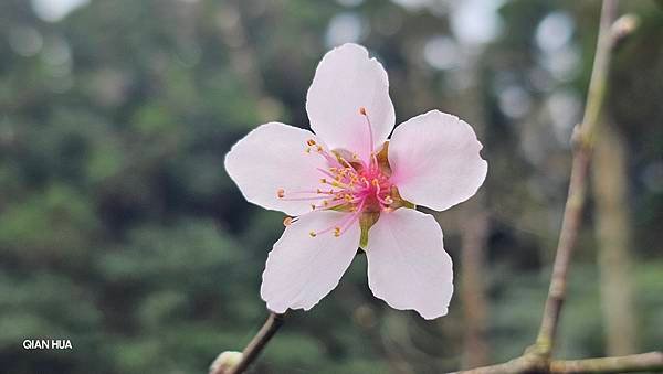 【光天高山】【向天湖山】O型環繞、夢幻杉林、巨岩、綠披風步道