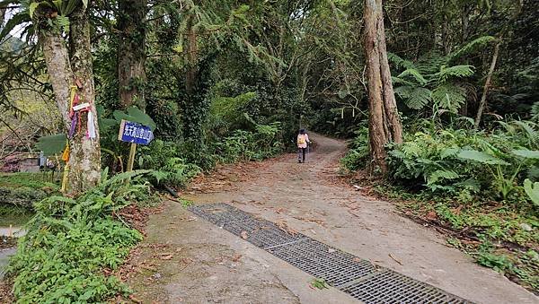 【光天高山】【向天湖山】O型環繞、夢幻杉林、巨岩、綠披風步道