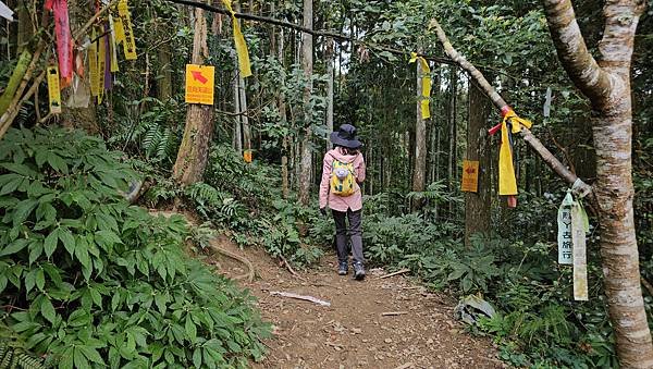 【光天高山】【向天湖山】O型環繞、夢幻杉林、巨岩、綠披風步道