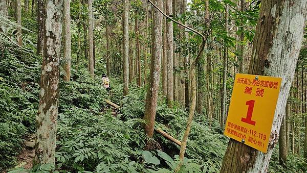 【光天高山】【向天湖山】O型環繞、夢幻杉林、巨岩、綠披風步道