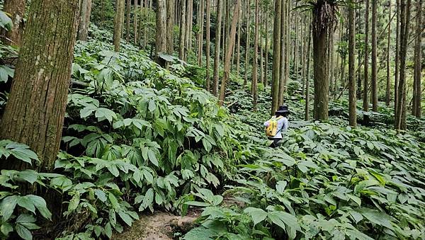 【光天高山】【向天湖山】O型環繞、夢幻杉林、巨岩、綠披風步道