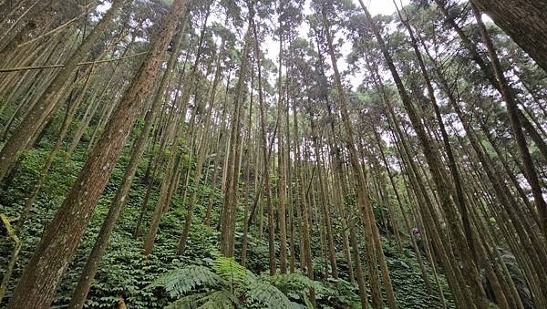 【光天高山】【向天湖山】O型環繞、夢幻杉林、巨岩、綠披風步道