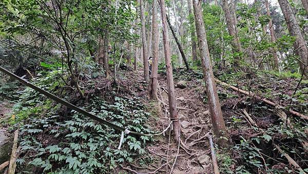 【光天高山】【向天湖山】O型環繞、夢幻杉林、巨岩、綠披風步道