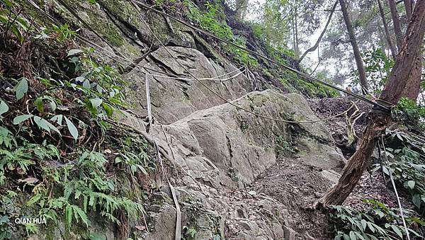 【光天高山】【向天湖山】O型環繞、夢幻杉林、巨岩、綠披風步道