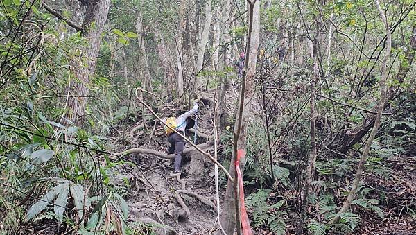 【光天高山】【向天湖山】O型環繞、夢幻杉林、巨岩、綠披風步道