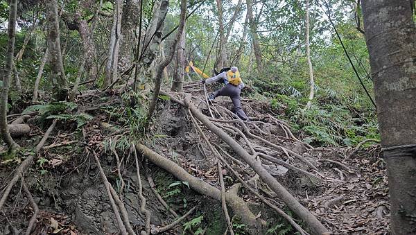 【光天高山】【向天湖山】O型環繞、夢幻杉林、巨岩、綠披風步道