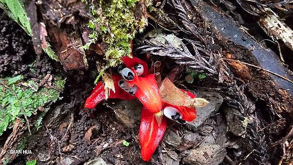 【光天高山】【向天湖山】O型環繞、夢幻杉林、巨岩、綠披風步道