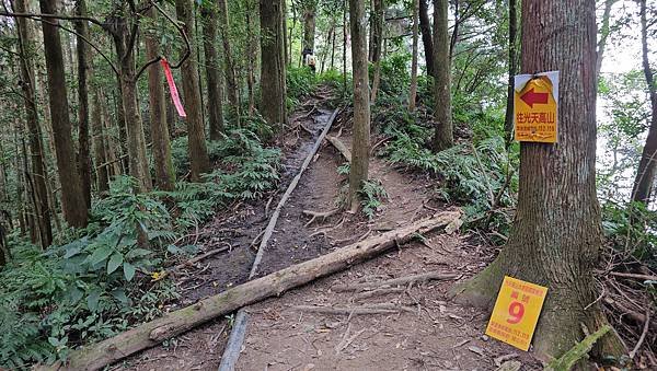 【光天高山】【向天湖山】O型環繞、夢幻杉林、巨岩、綠披風步道