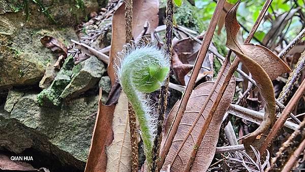 【光天高山】【向天湖山】O型環繞、夢幻杉林、巨岩、綠披風步道