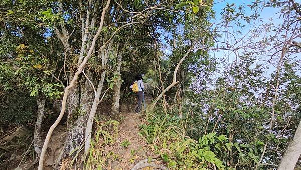 【光天高山】【向天湖山】O型環繞、夢幻杉林、巨岩、綠披風步道