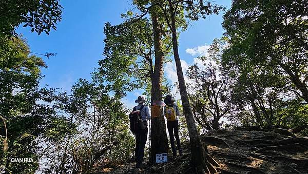 【光天高山】【向天湖山】O型環繞、夢幻杉林、巨岩、綠披風步道