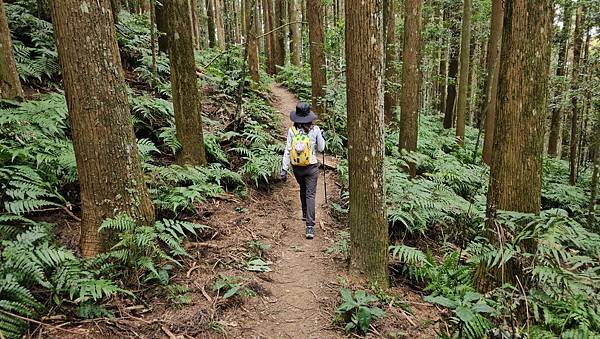 【光天高山】【向天湖山】O型環繞、夢幻杉林、巨岩、綠披風步道