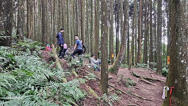 【光天高山】【向天湖山】O型環繞、夢幻杉林、巨岩、綠披風步道