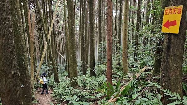 【光天高山】【向天湖山】O型環繞、夢幻杉林、巨岩、綠披風步道