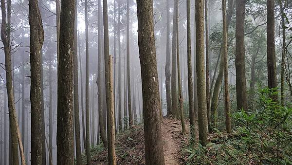 【光天高山】【向天湖山】O型環繞、夢幻杉林、巨岩、綠披風步道