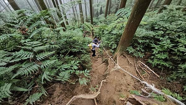 【光天高山】【向天湖山】O型環繞、夢幻杉林、巨岩、綠披風步道