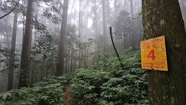 【光天高山】【向天湖山】O型環繞、夢幻杉林、巨岩、綠披風步道