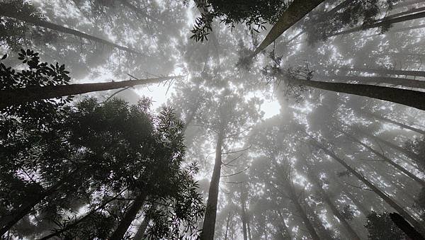 【光天高山】【向天湖山】O型環繞、夢幻杉林、巨岩、綠披風步道