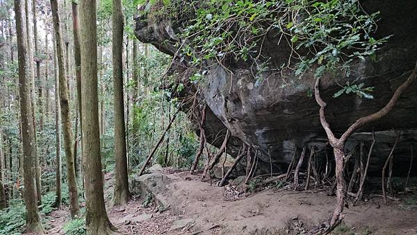 【光天高山】【向天湖山】O型環繞、夢幻杉林、巨岩、綠披風步道