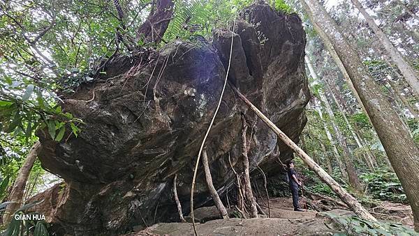 【光天高山】【向天湖山】O型環繞、夢幻杉林、巨岩、綠披風步道