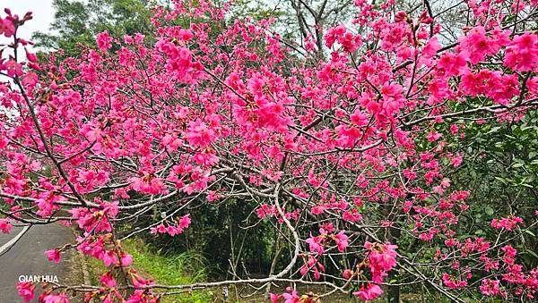 【光天高山】【向天湖山】O型環繞、夢幻杉林、巨岩、綠披風步道