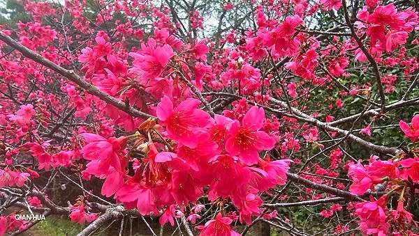 【光天高山】【向天湖山】O型環繞、夢幻杉林、巨岩、綠披風步道