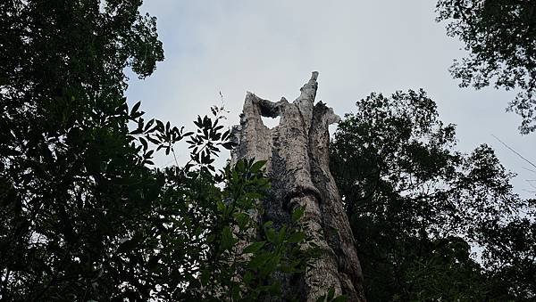 【 北得拉曼】【內鳥嘴山】新尖石步道-神木群、回音谷、山毛櫸