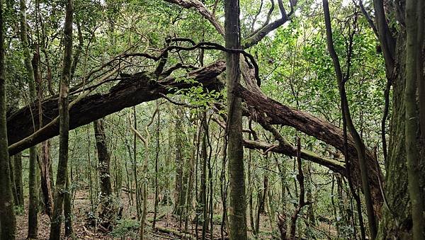 【龍虎縱走『下』】~【2054峰、虎山】水雲三星~體力、毅力