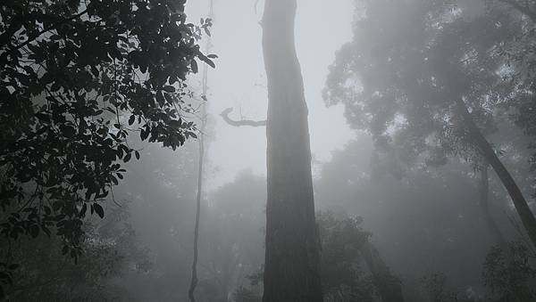 【龍虎縱走『下』】~【2054峰、虎山】水雲三星~體力、毅力