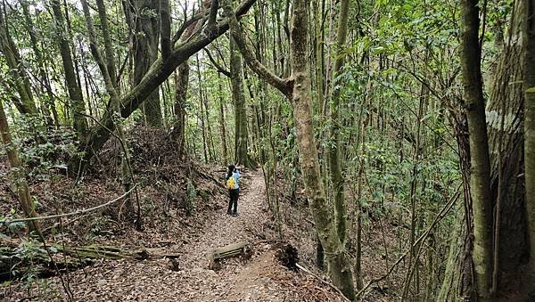 【屋東屋縱走】谷關七雄一日2雄挑戰，屋我尾/東卯山大崩壁、斷