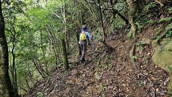 【加里山浪漫鐵道】大坪支線-霧中遺忘的軌跡~柳杉、雲霧、鐵道