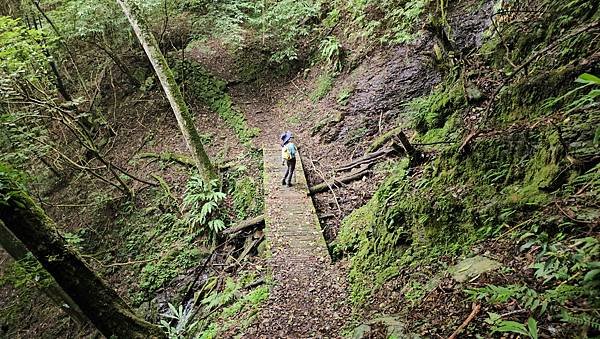 【加里山浪漫鐵道】大坪支線-霧中遺忘的軌跡~柳杉、雲霧、鐵道