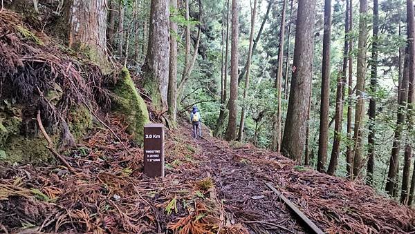【加里山浪漫鐵道】大坪支線-霧中遺忘的軌跡~柳杉、雲霧、鐵道
