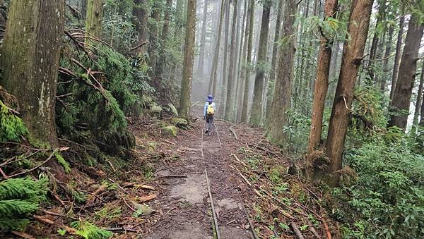 【加里山浪漫鐵道】大坪支線-霧中遺忘的軌跡~柳杉、雲霧、鐵道
