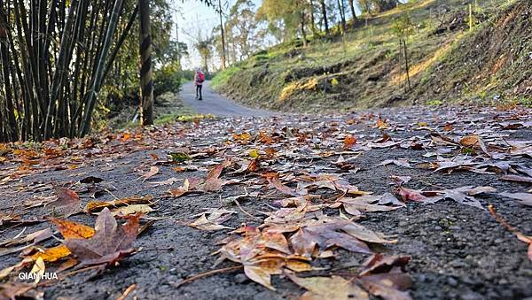 【鵝公髻山雲霧步道】千年血藤、三心瀑布群、神木與酋長岩的奇幻